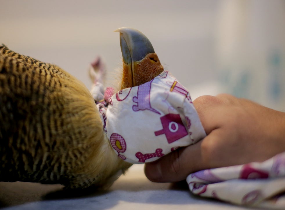 Veterinarian Carlos Henrique cares for a Caracara hawk with symptoms of food infection at the Clinidog veterinary clinic