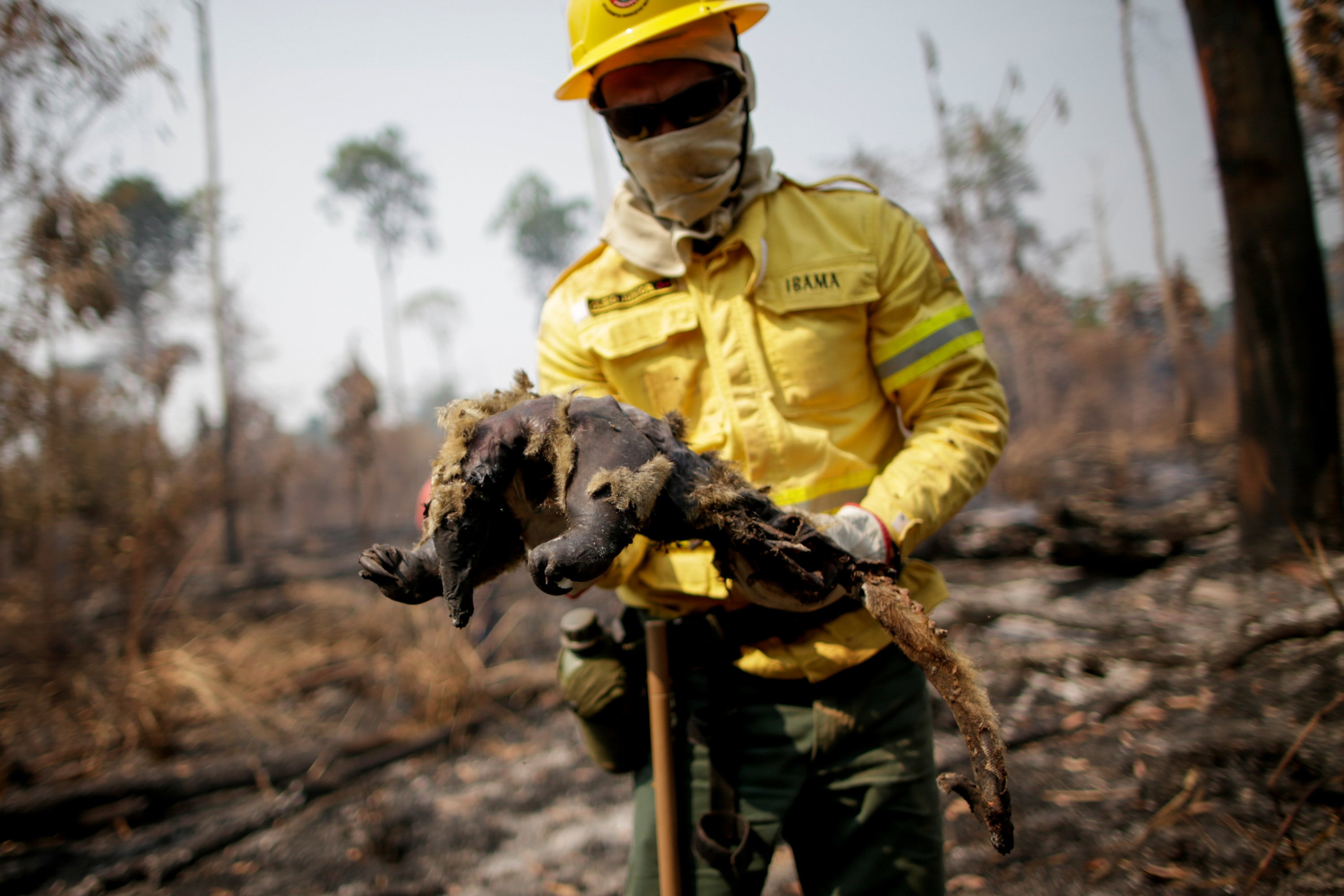 Cleio Junior, a fire brigade member of Brazilian Institute for the Environment and Renewable Natural Resources, holds a dead anteater while attempting to control hot points in a tract of the Amazon jungle