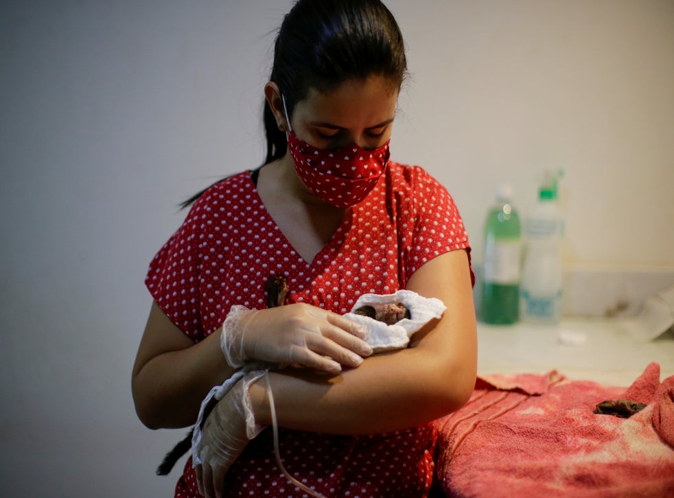 Vet Carine Hanna takes care of Xita, the Rondon’s marmoset. Vets at the clinic believe the mother and baby were run over by a car as they fled the fires raging across the Amazon