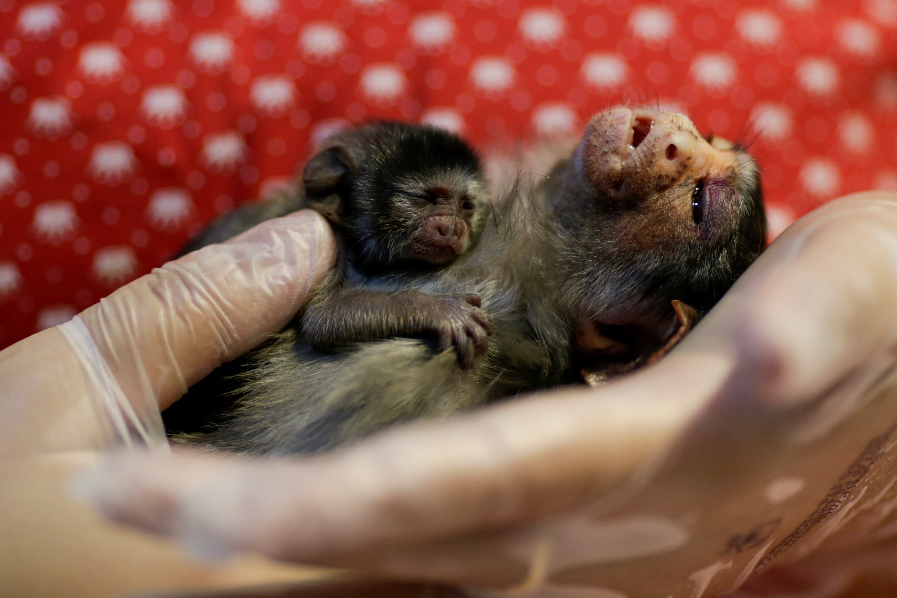 Xita, a Rondon’s marmoset, who was rescued by the state environmental police after giving birth, at Clinidog veterinary clinic, in Porto Velho, Brazil