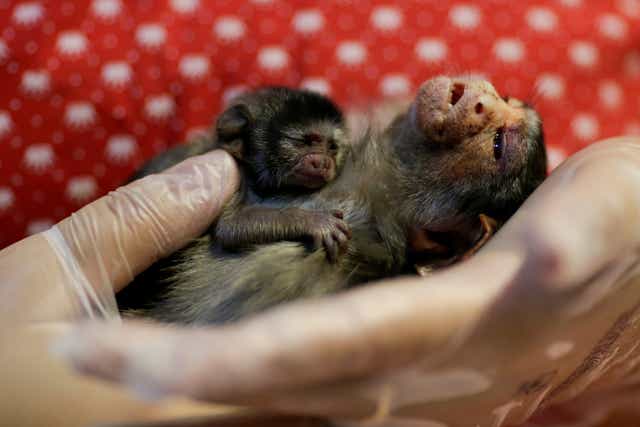Xita, a Rondon’s marmoset, who was rescued by the state environmental police after giving birth, at Clinidog veterinary clinic, in Porto Velho, Brazil
