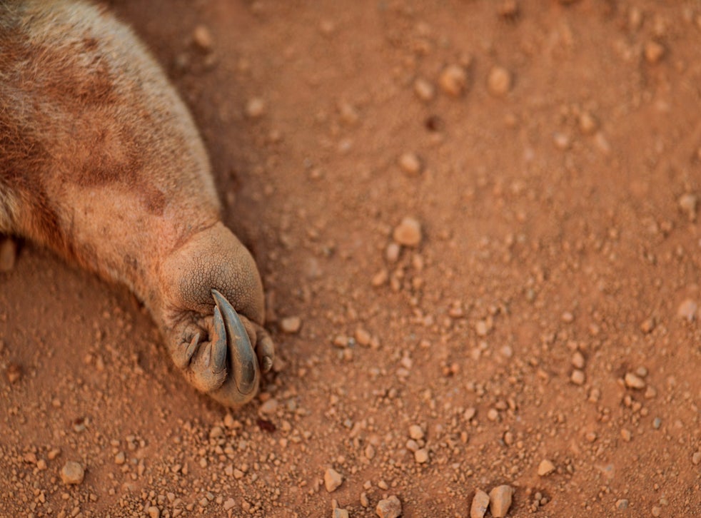 A dead anteater lies on the road near the burning tract of the Amazon jungle, near Mirante do Norte, Rondonia