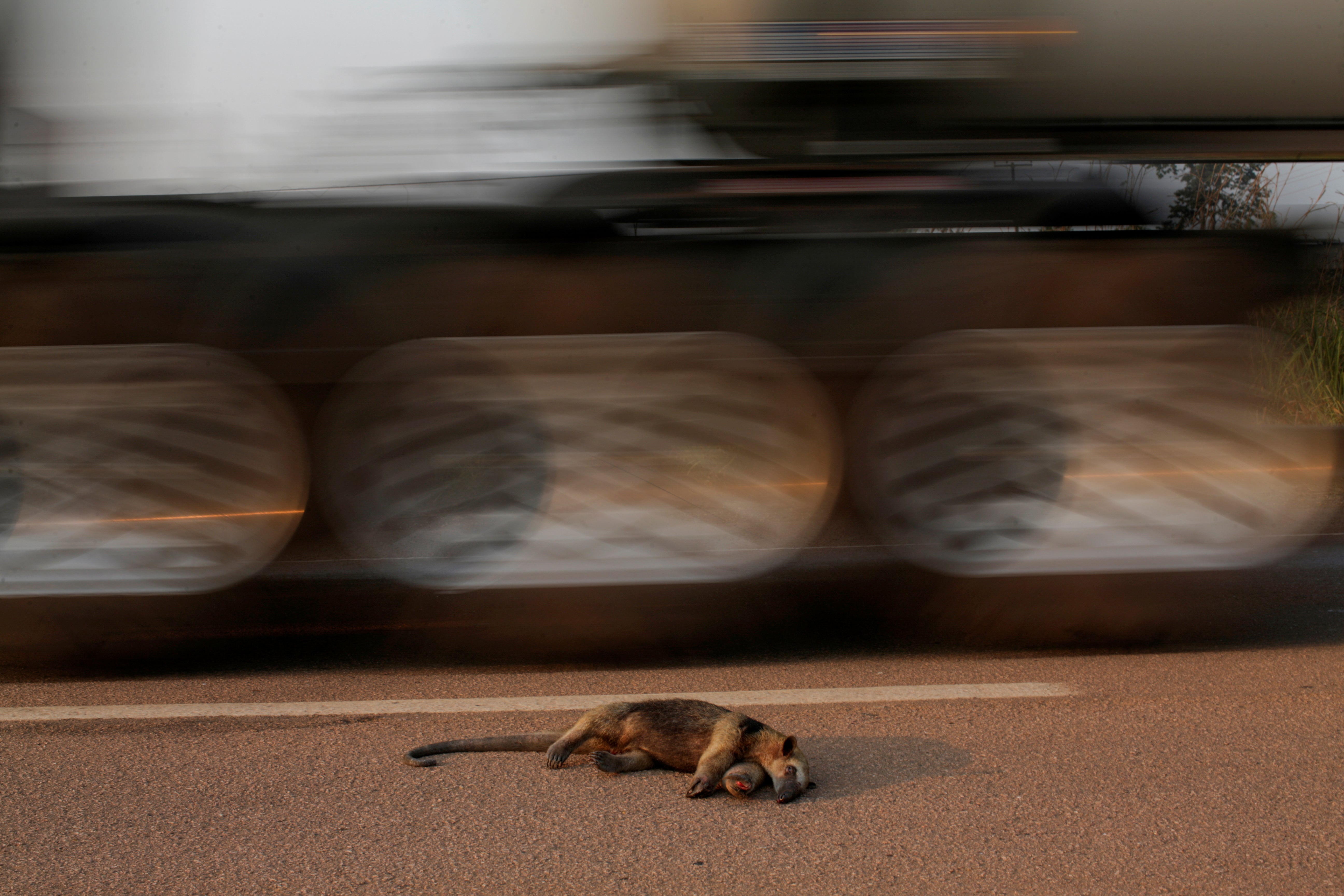A dead anteater lies on the road near the burning tract of the Amazon jungle, near Mirante do Norte, Rondonia