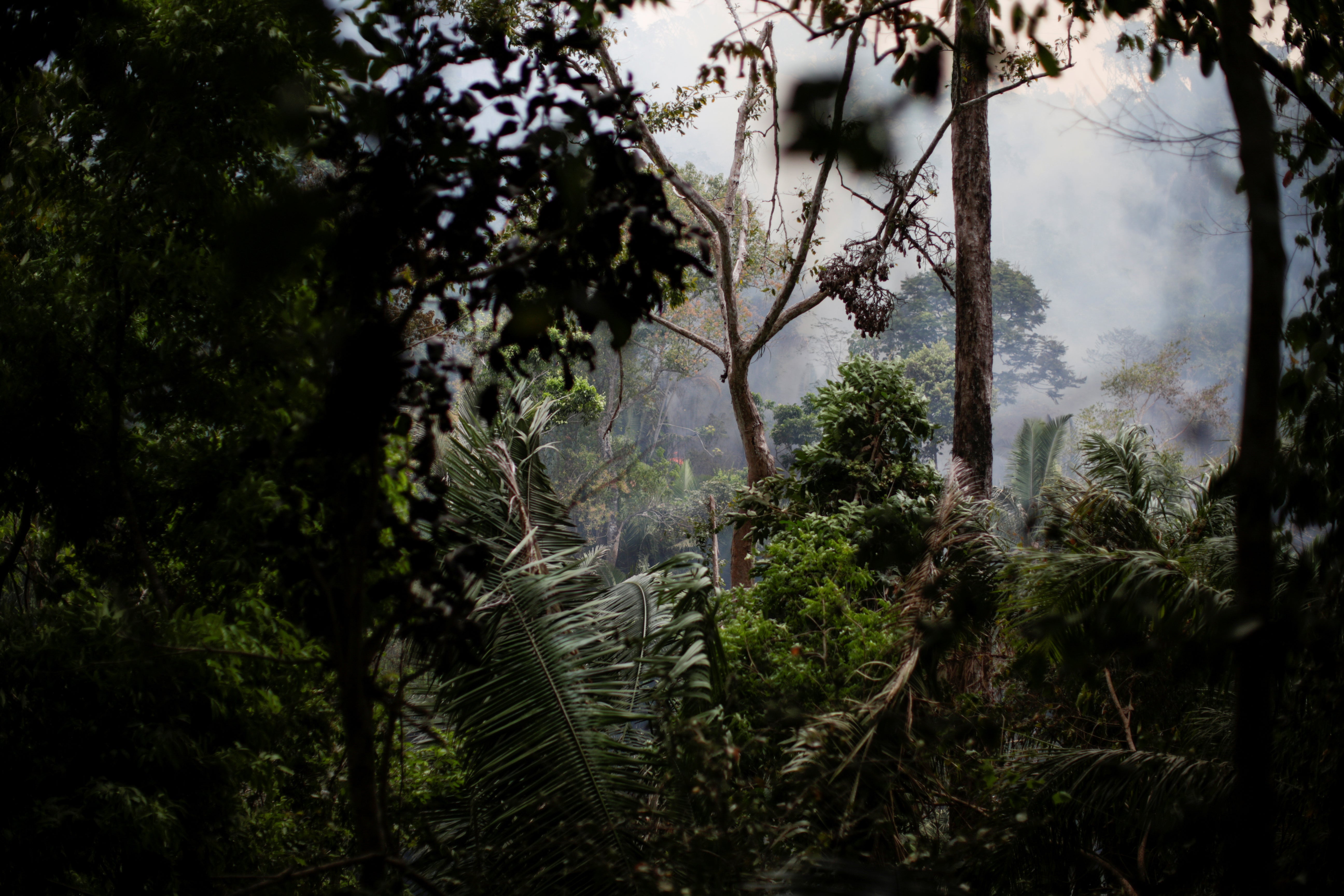 A tract of the Amazon jungle near Ouro Preto, Rondonia. In the dry season ranchers and land speculators set fires to clear deforested woodland for pasture. Blazes can rage out of control, and wildlife flee from the smoke and flames