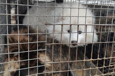 Leona Lewis pleads with Boris Johnson to take ‘world-leading stand’ and ban real fur sales