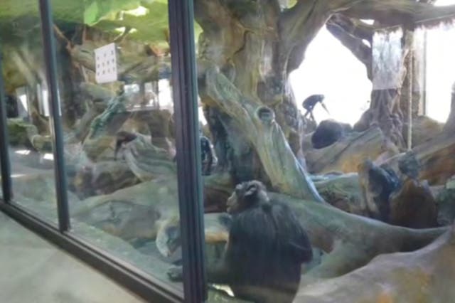 Chimpanzees in a glass-fronted enclosure after being exported from South Africa to a wildlife park in Beijing, China