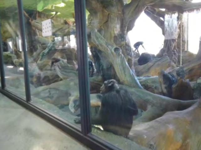 Chimpanzees in a glass-fronted enclosure after being exported from South Africa to a wildlife park in Beijing, China