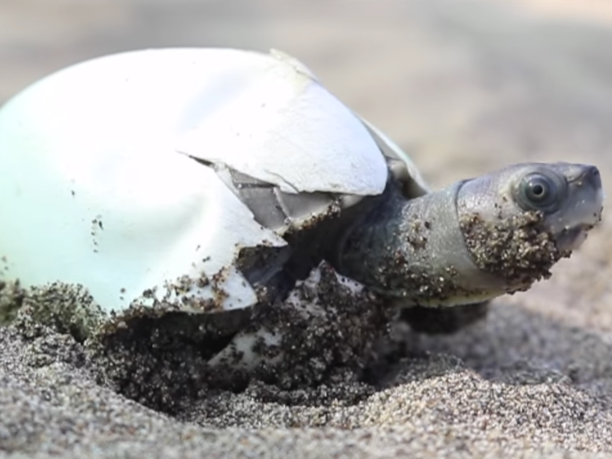 Slow and steady: The turtles that came back from extinction | The ...