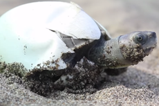 Slow and steady: The turtles that came back from extinction