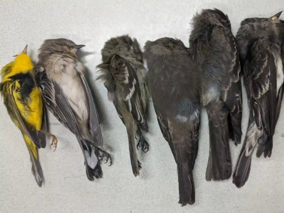 New Mexico State University scientists documented mass die-offs of birds in the fall