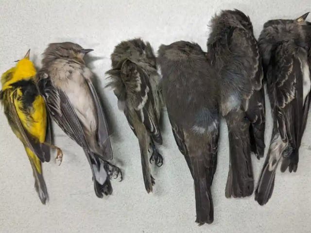 New Mexico State University scientists are investigating mass bird deaths in the state 