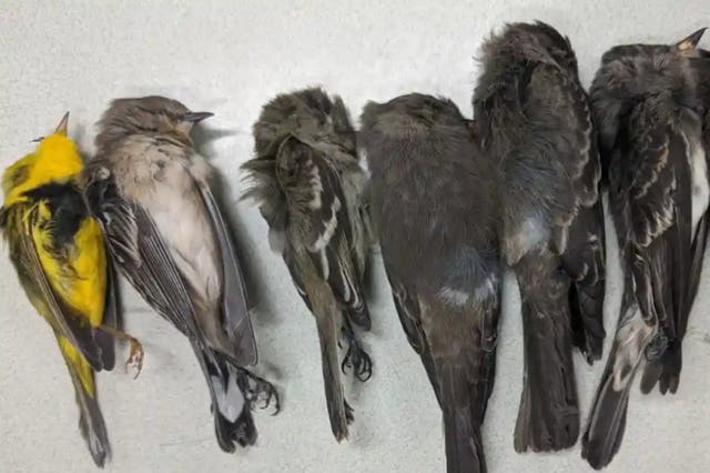 <p>New Mexico State University scientists documented mass die-offs of birds in the fall</p>