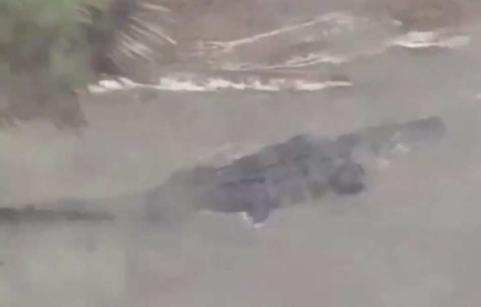 An alligator spotted in the floodwaters of Hurricane Sally