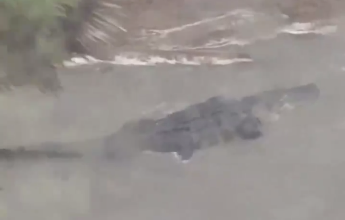 'Don't play in floodwaters!': Alligators and 'islands of fire ants' spotted in Hurricane Sally flooding