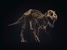 T Rex skeleton to sell for $8m at auction in New York