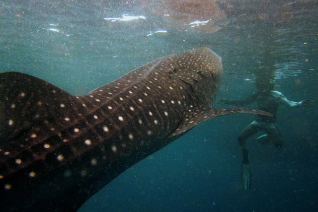 A snorkeler swims with a six-metre-long whale shark in the Maldives' remote Baa Atoll,