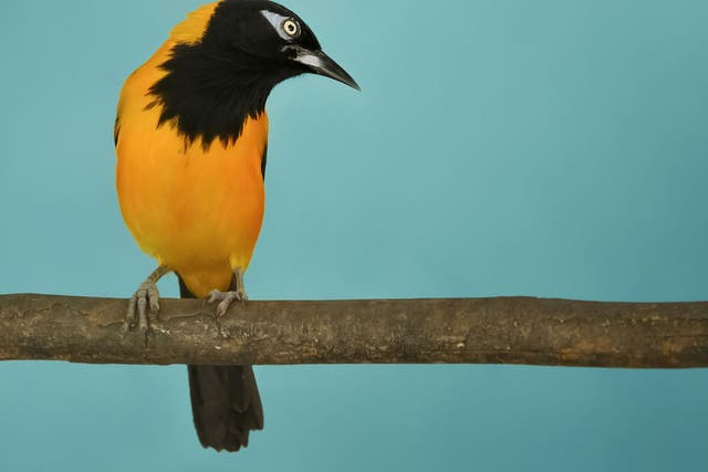 The female Venezuelan troupial sings, as does the male