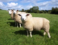 Britain needs more trees, could sheep farms be the answer?