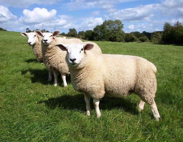 There’s a solid economic case for sheep farmers to instead grow forests and become carbon offsetters