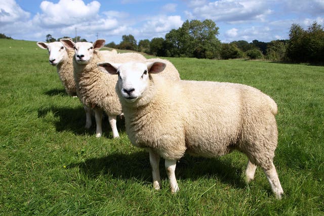 There’s a solid economic case for sheep farmers to instead grow forests and become carbon offsetters