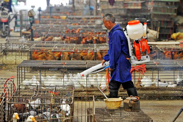 Concern about zoonotic diseases have grown since coronavirus outbreak in Wuhan, where livestock markets are sterilised