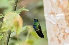 From slow sleeping hummingbirds to warring woodpeckers