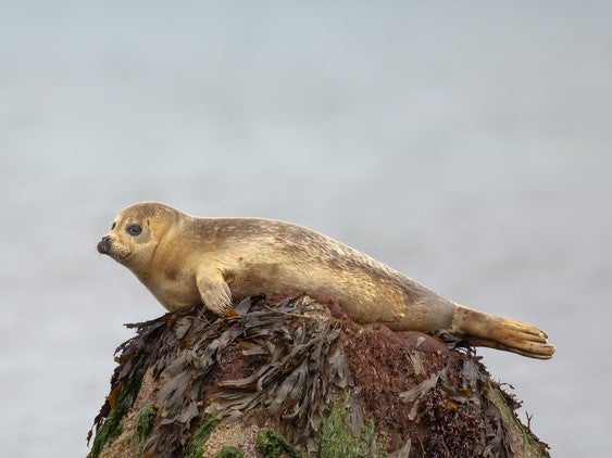 A seal at Flamborough Head in East Yorkshire