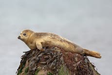 Stop taking selfies with seals, Yorkshire charity warns visitors