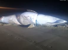 Dead minke whales found tangled in fishing nets off Yorkshire coast
