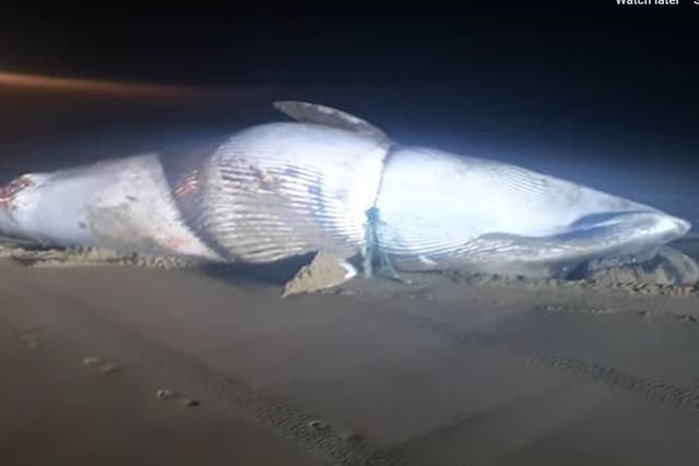 A dead whale beached in Whitby