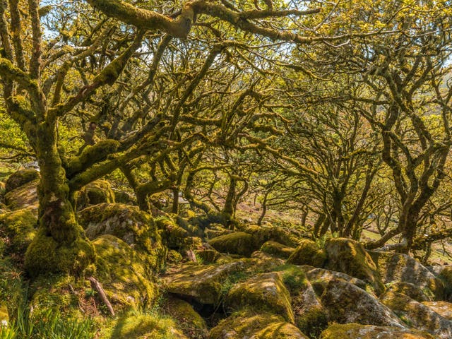 Wistman's Wood in Dartmoor is all that remains of an ancient forest which covered the area until mesolithic hunter-gatherers cleared woods in the area about 7,000 years ago 