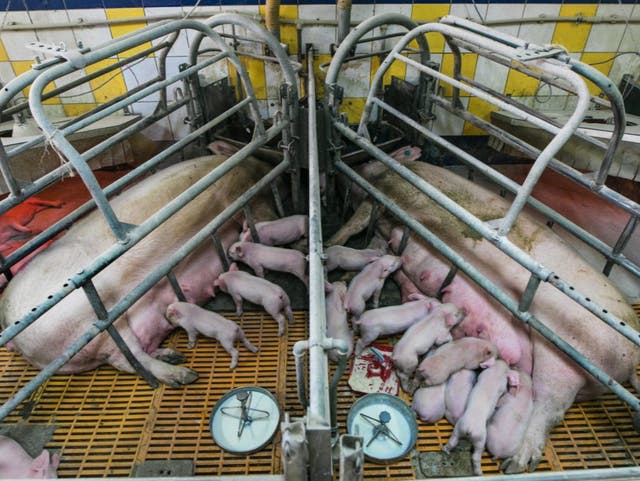 Factory farming in Europe