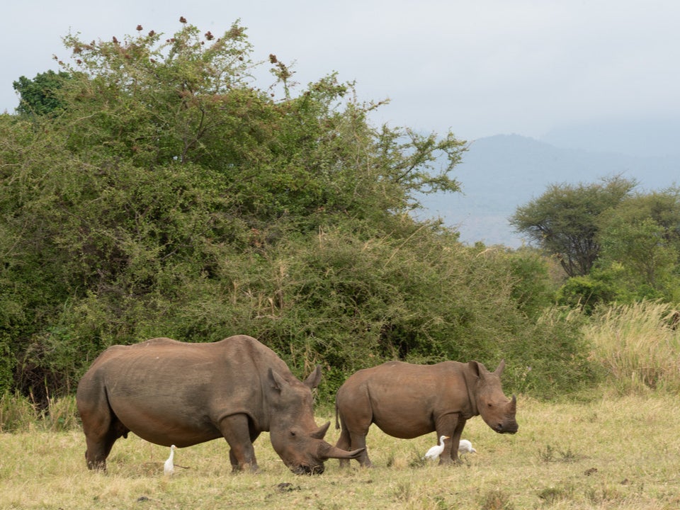 Rhinos in Kenya’蝉 Meru National Park Rhino Sanctuary
