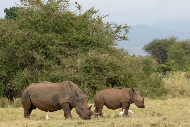 Rhinos in Kenya’s Meru National Park Rhino Sanctuary