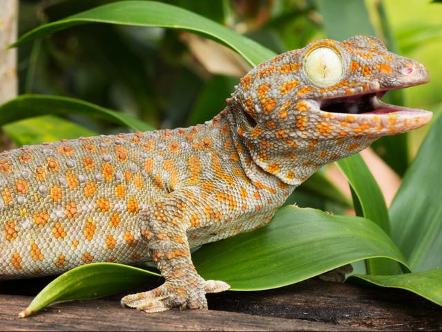 A tokay gecko, one of many reptile species popular as pets in the UK