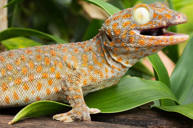 A tokay gecko, one of many reptile species popular as pets in the UK