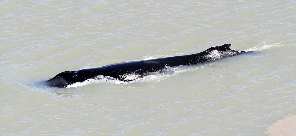 Whale swims free of crocodile-filled Australian river