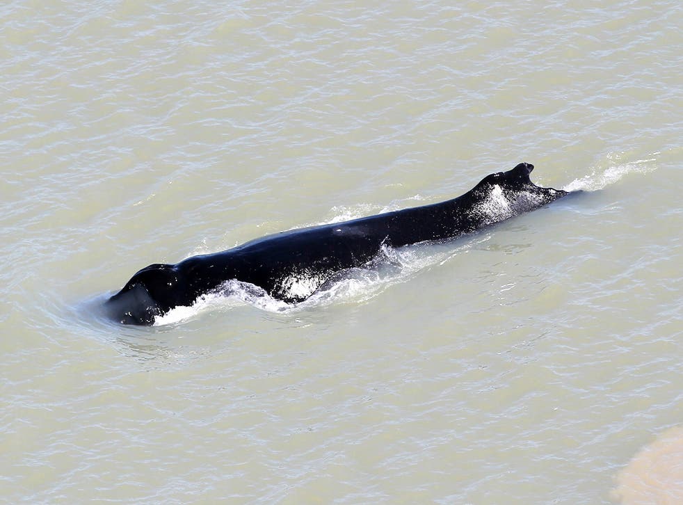 Australia Lost Whale