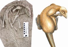 Scientists discover 125 million-year-old dinosaur buried by volcanic eruption in China