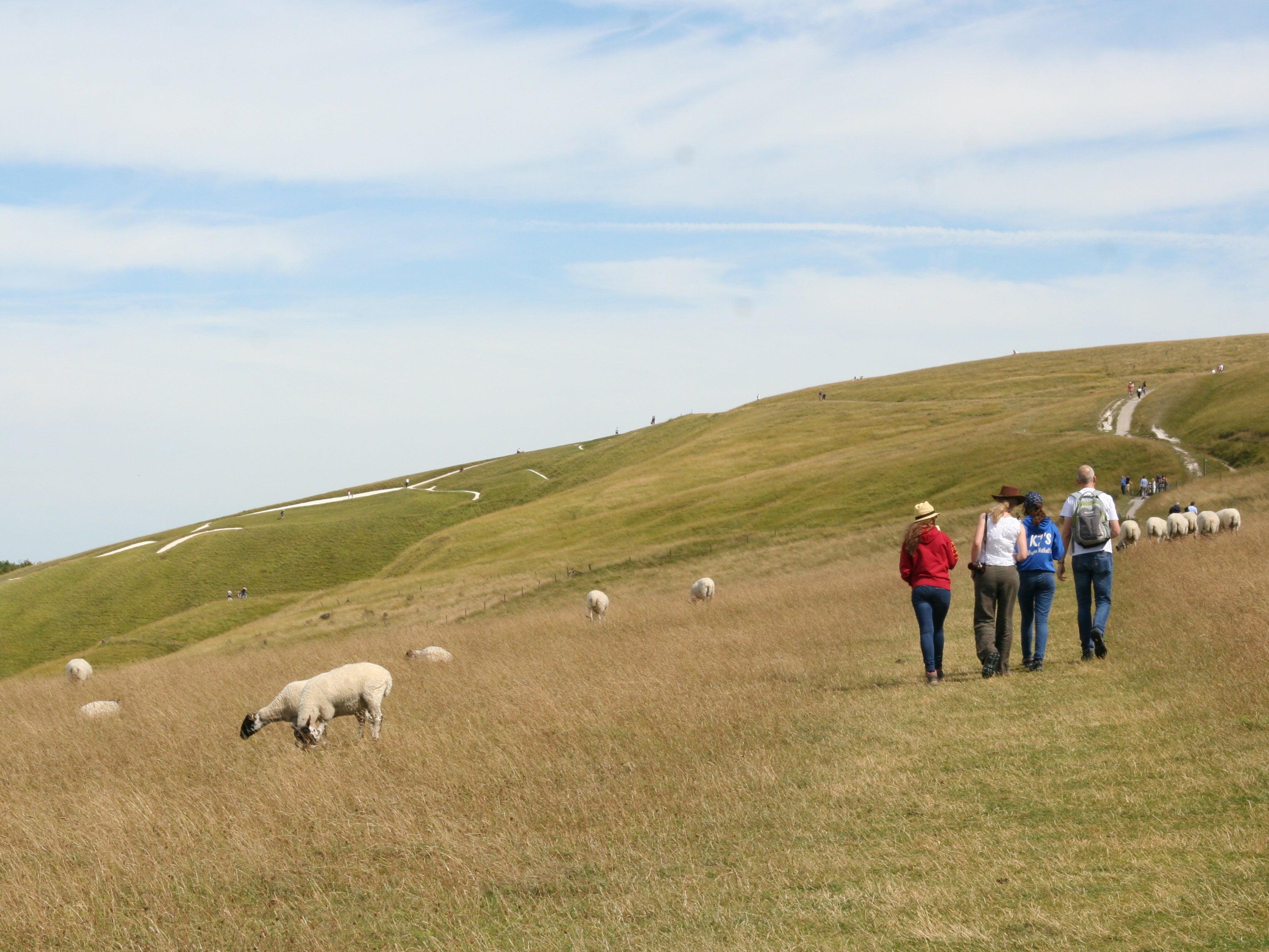 Sheep and walkers on the Ridgeway, beside the Uffington White Horse