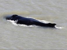 Humpback whale escapes crocodile-infested river in Australia
