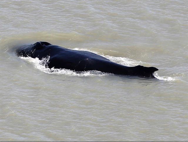 A humpback whale swims in the East Alligator River in the Kakadu National Park in Australia's Northern Territory. 