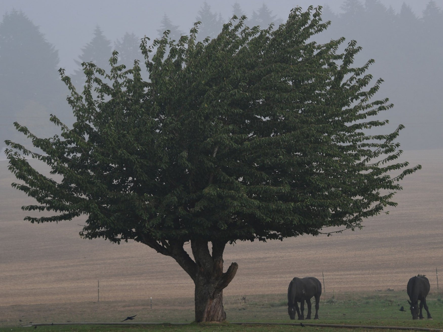 Horses graze in a smoke and fog shrouded field on the same day Trump suggested global warming will reverse itself and dismissed climate change as a cause of California's wildfires