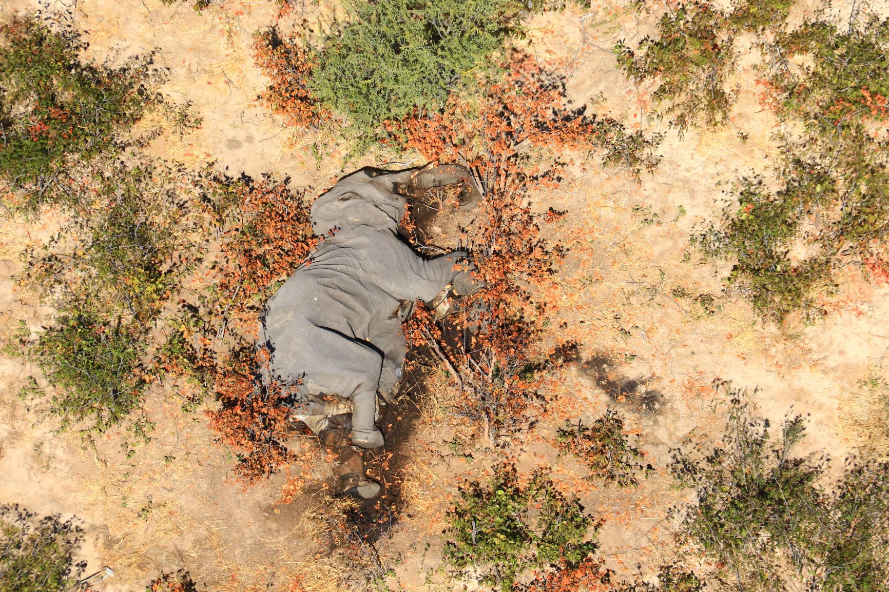 The carcass of one of the many elephants which have died mysteriously in the Okavango Delta in Botswana