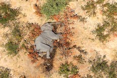 Mysterious death of over 300 elephants in Botswana solved