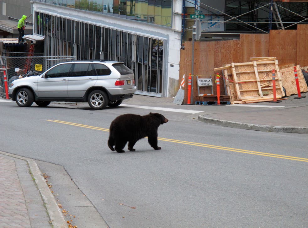 Juneau Bears-Çöp