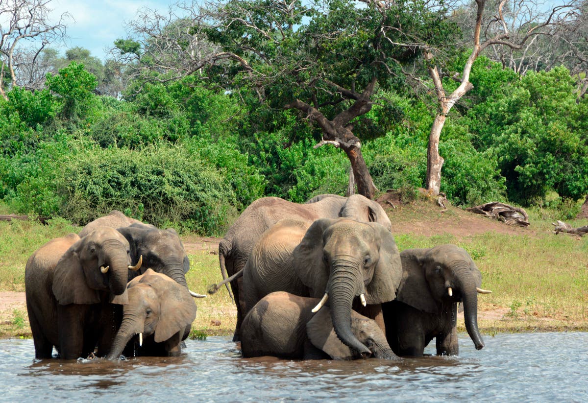 330 elephants in Botswana may have died from toxic algae