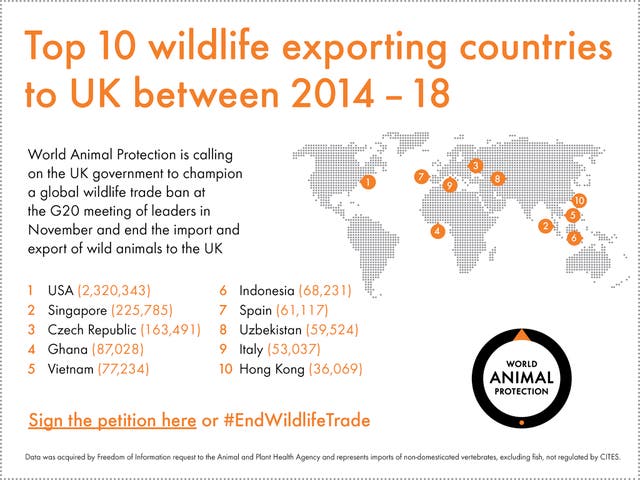 Coronavirus: Millions of wild animals imported to UK from hot spots of emerging disease, risking new pandemics, study warns | The Independent Coronavirus: Millions of wild animals imported to UK from hot spots of emerging disease, risking new pandemics, study warns | The Independent