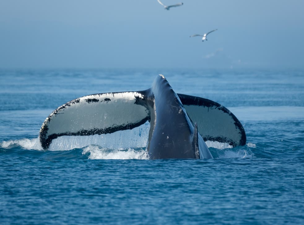 Ballena jorobada captada en agosto de 2019.