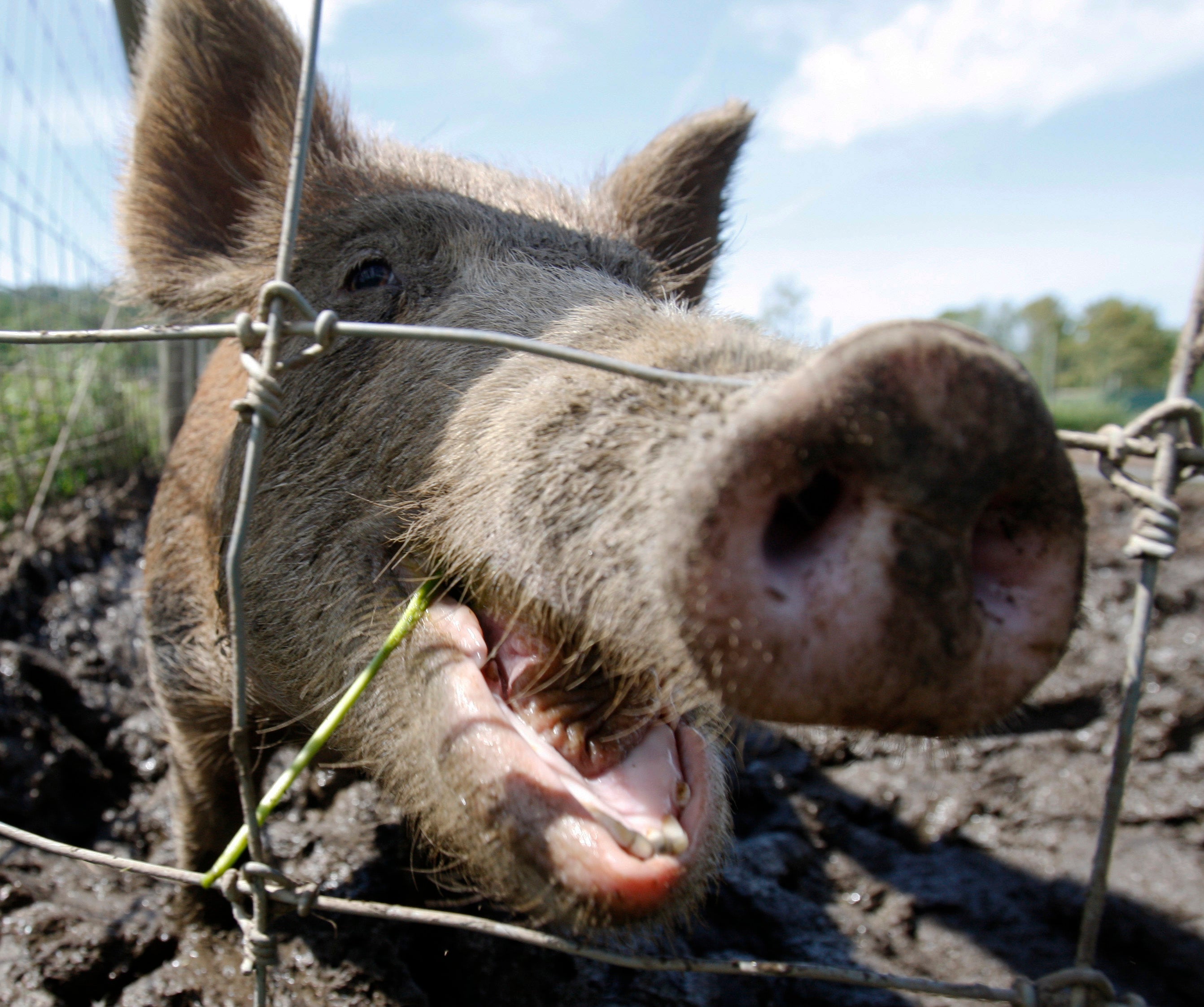 Feral hogs can host more than 30 viral and bacterial diseases as well as scores of parasites 